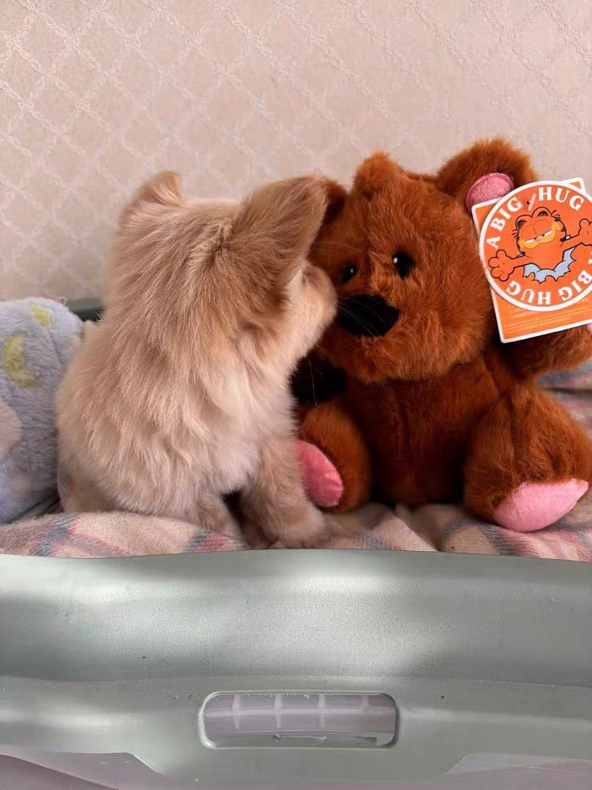 π§Έ Pochi Cuddly Squeaky Toy β Playful Charm, Endless Fun! πΎ