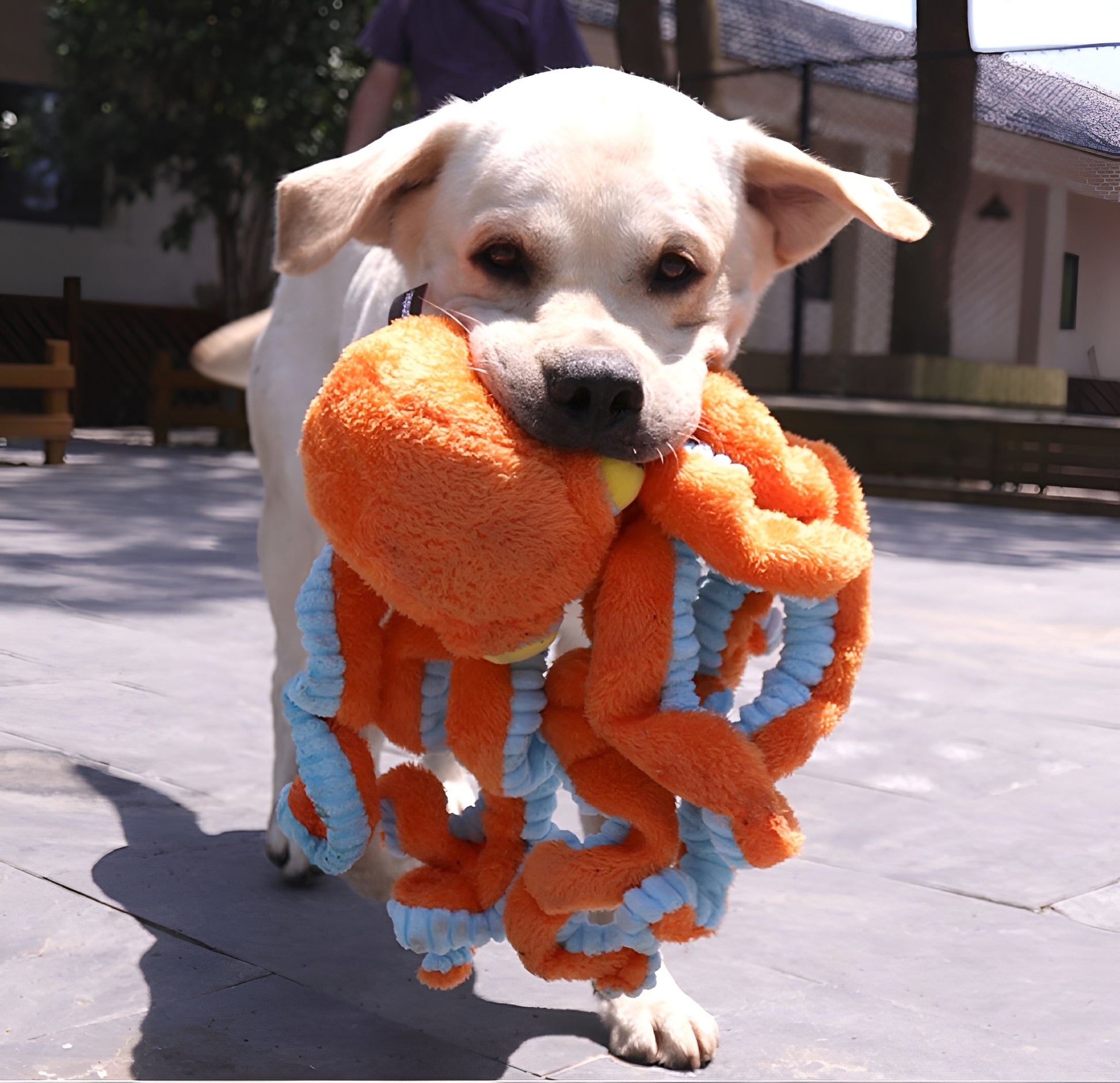 Octopus Plush Dog Toy – Squeaky Head & Elastic-Band Legs for Interactive Fun!