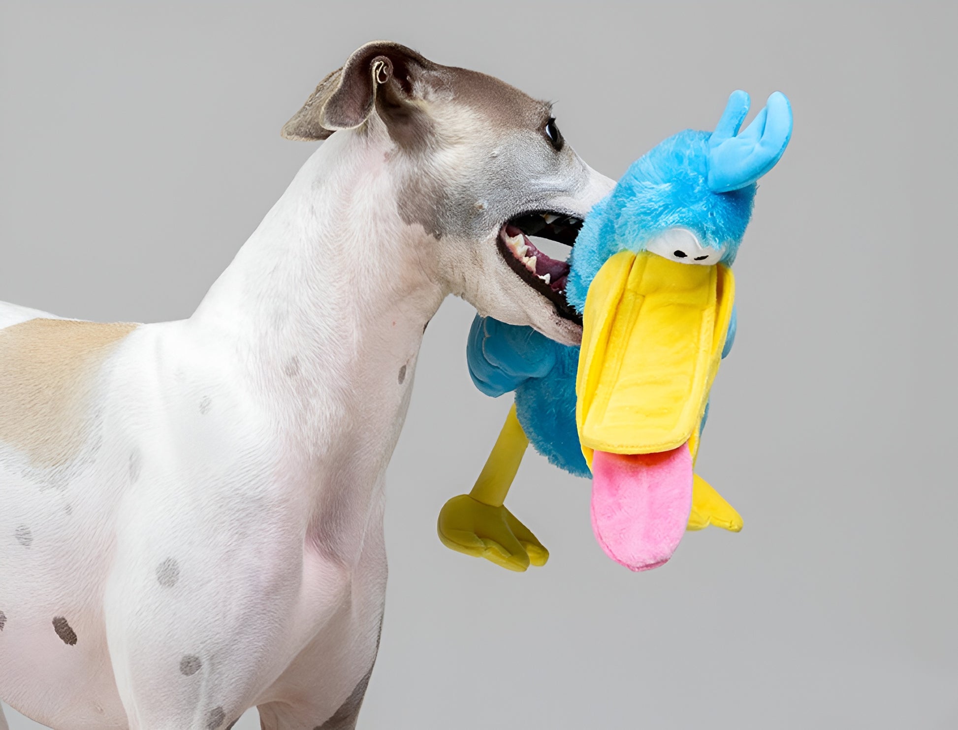 Pelican Plush Dog Toy – Catch, Chew Play!