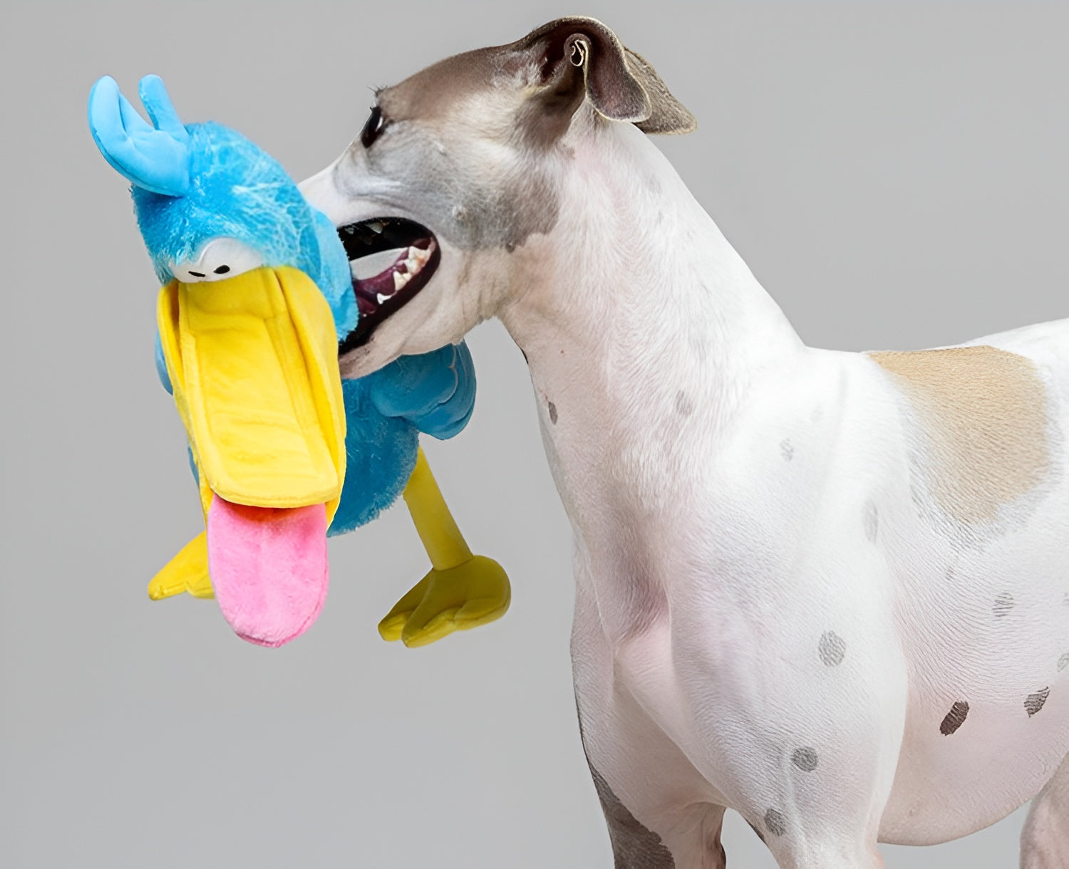 Pelican Plush Dog Toy – Catch, Chew Play!