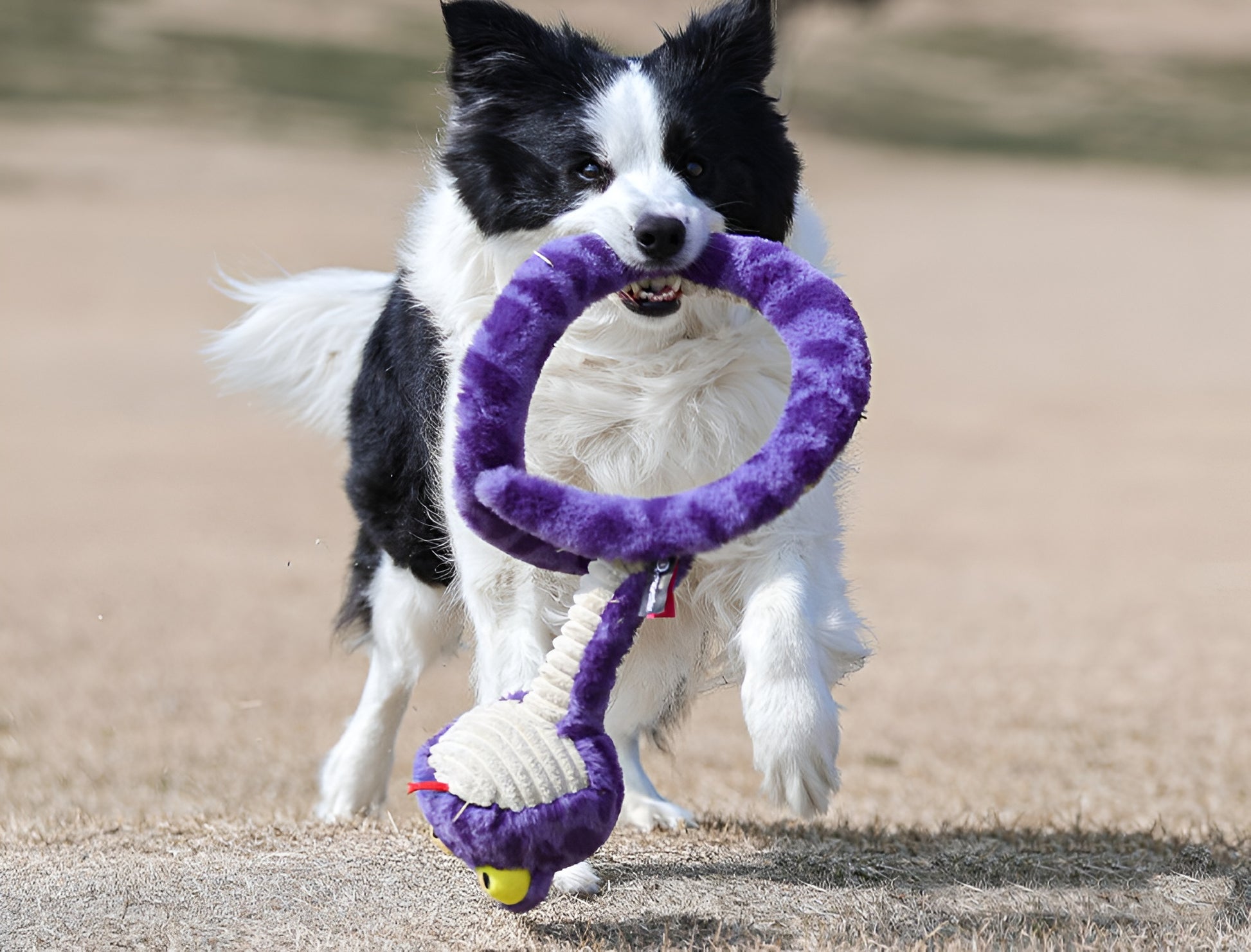 Snake Plush Dog Toy – Stretch, Squeak & Play
