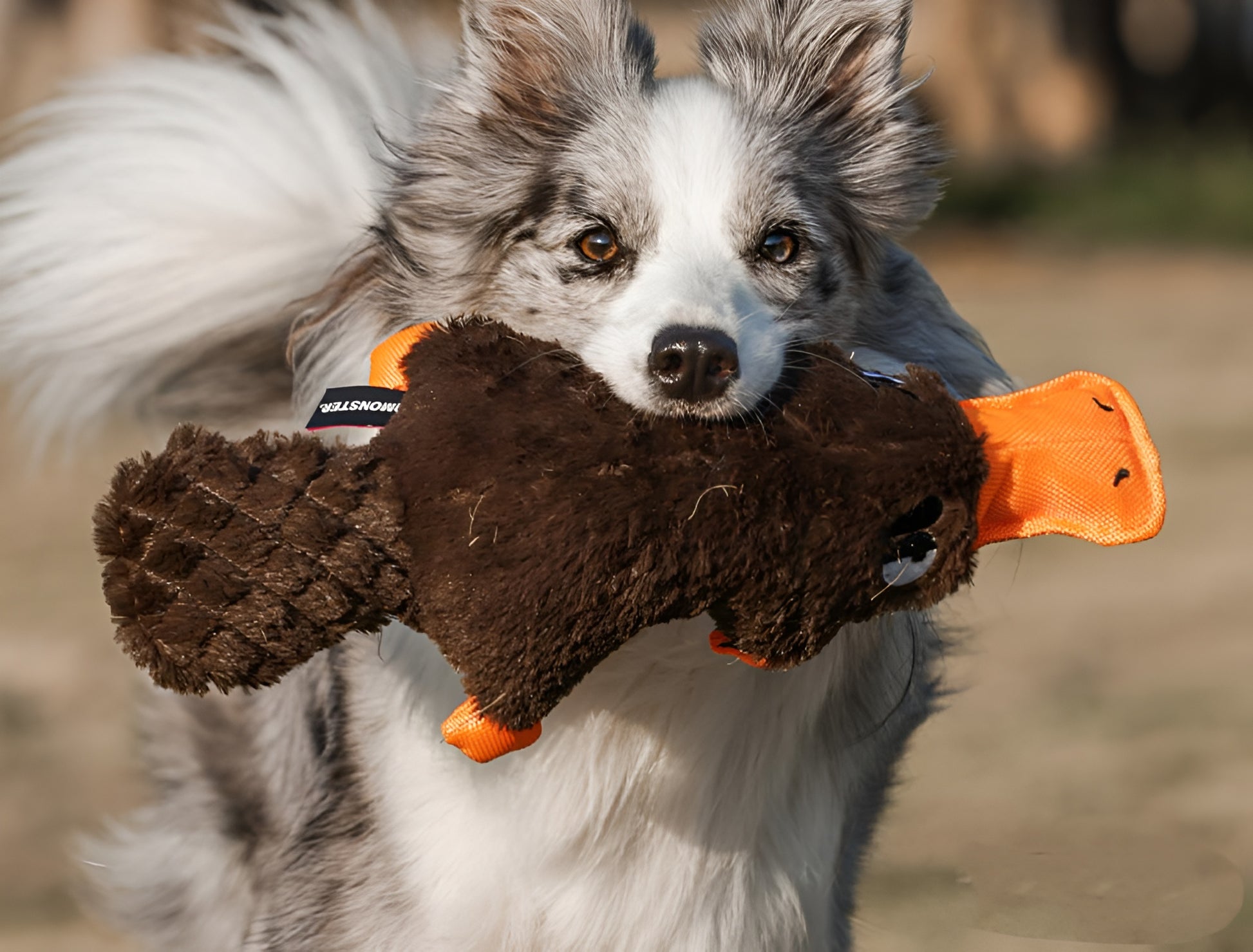 Plush Platypus Dog Toy – Squeaky, Soft & Fun!
