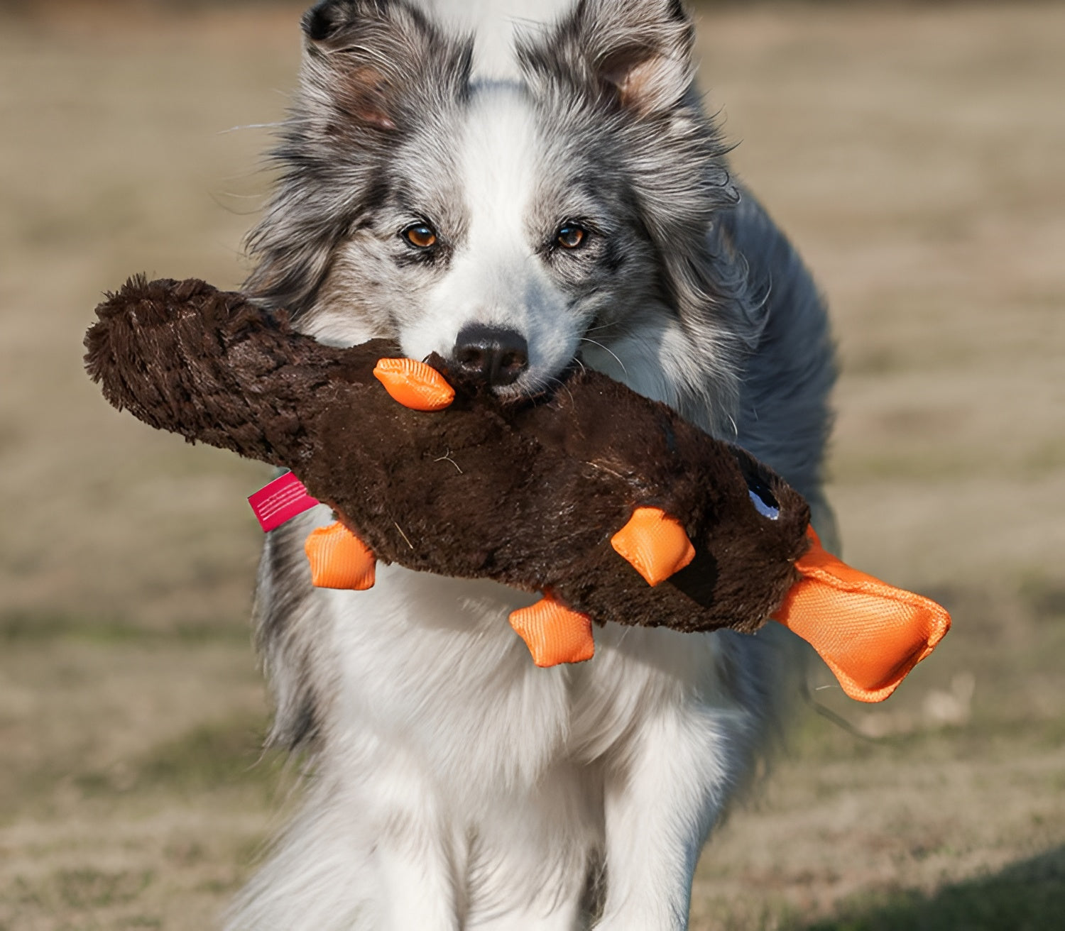 Plush Platypus Dog Toy – Squeaky, Soft & Fun!