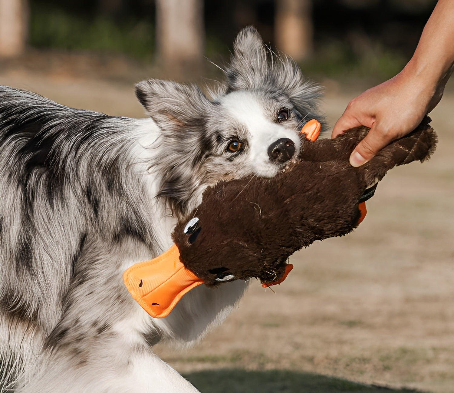 Plush Platypus Dog Toy – Squeaky, Soft & Fun!