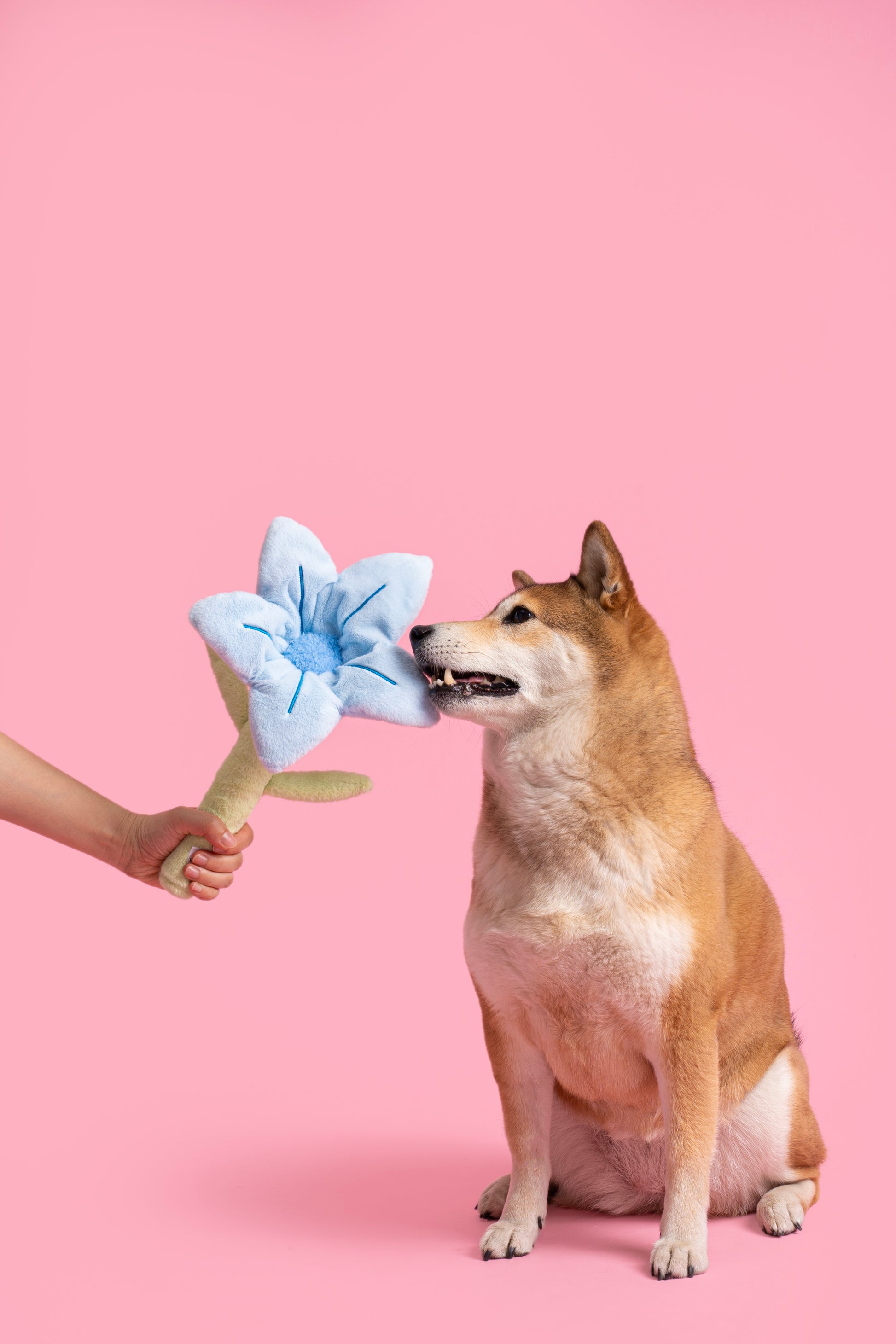 💙 Blue Flower Plush Dog Toy – All-Crinkle Fun for Playtime! 🐾