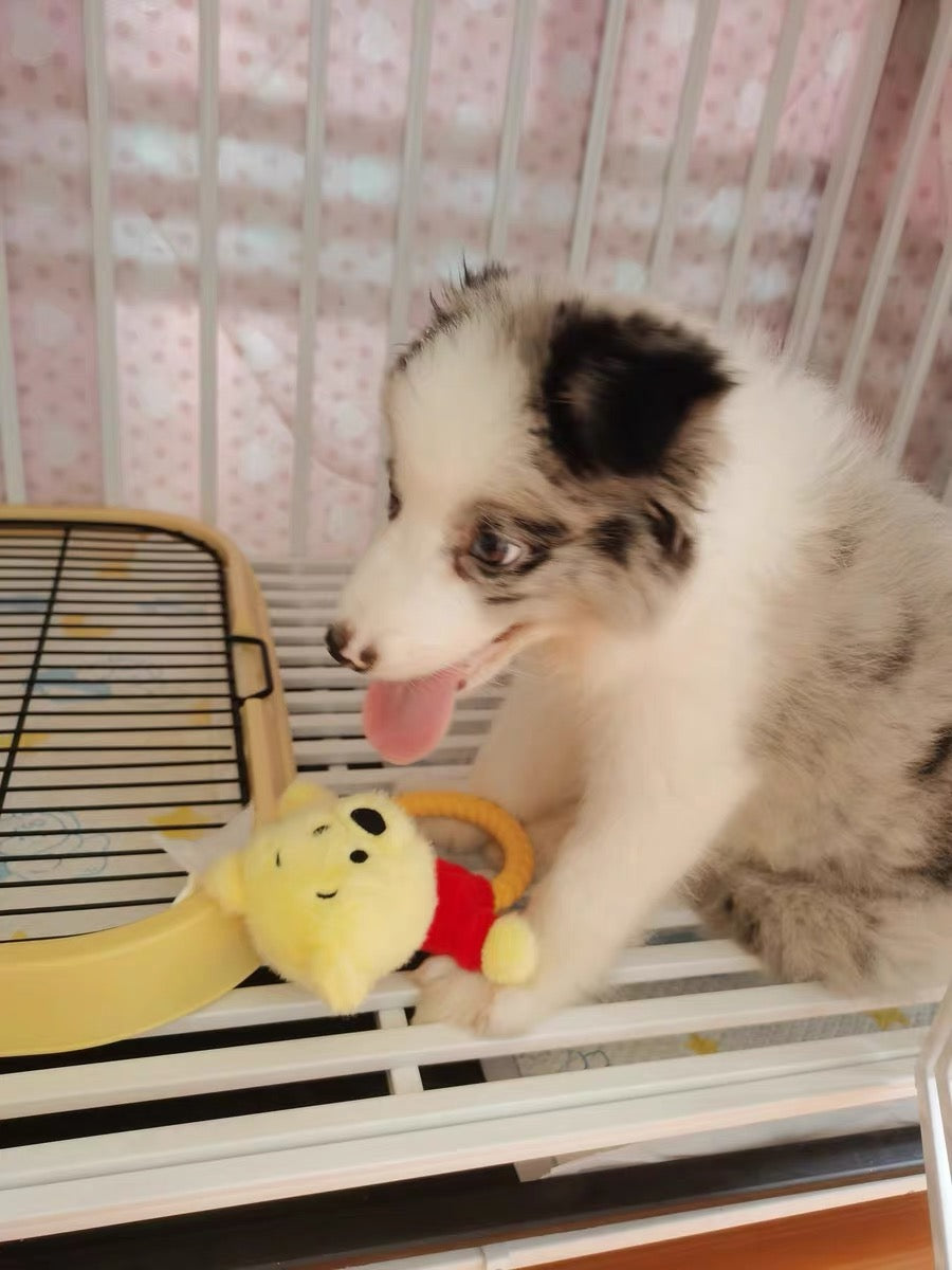 Winnie the Pooh Dog Tug Toy – Plush Chew Ring | Cute Squeaky Pull Toy for Dogs