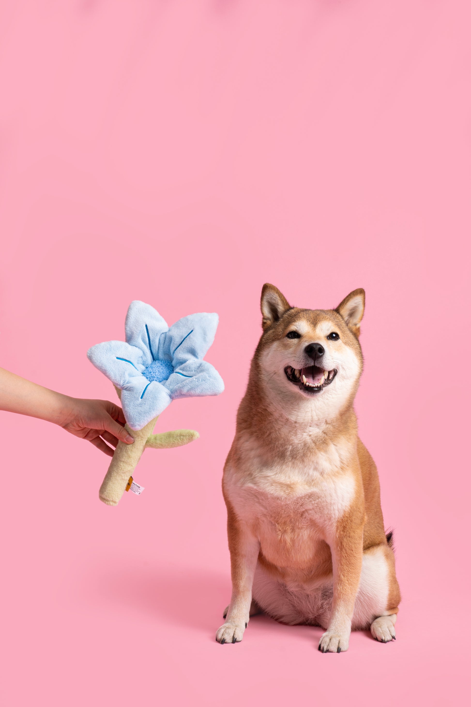 💙 Blue Flower Plush Dog Toy – All-Crinkle Fun for Playtime! 🐾