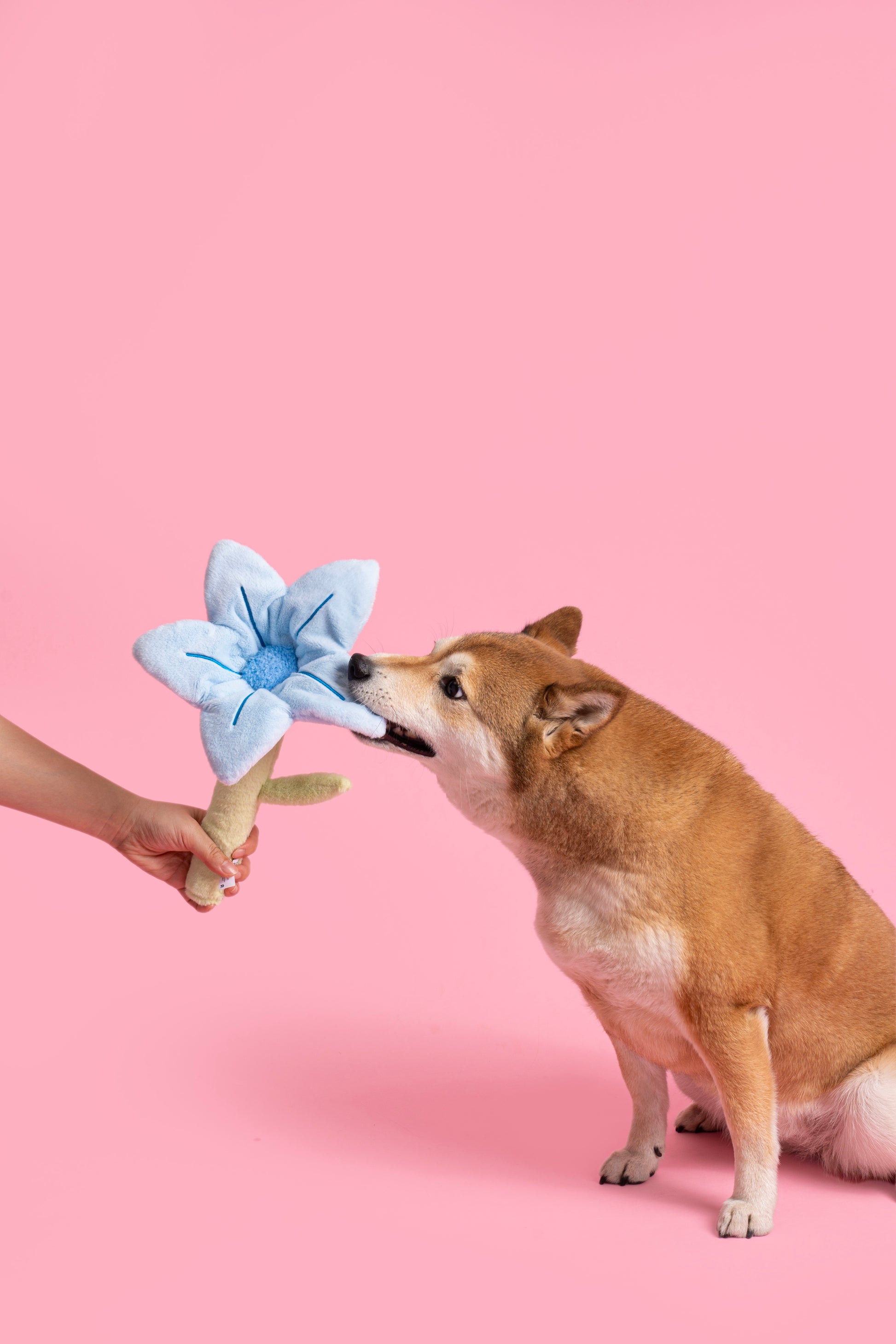 💙 Blue Flower Plush Dog Toy – All-Crinkle Fun for Playtime! 🐾
