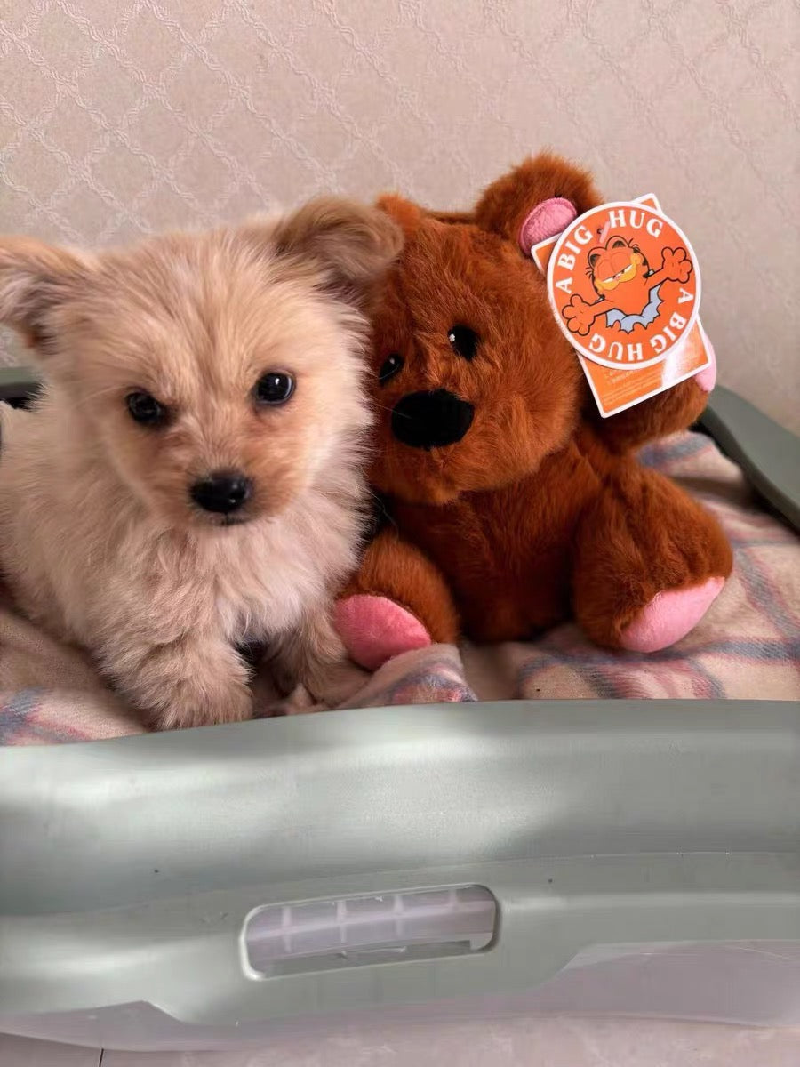 🧸 Pochi Cuddly Squeaky Toy – Playful Charm, Endless Fun! 🐾