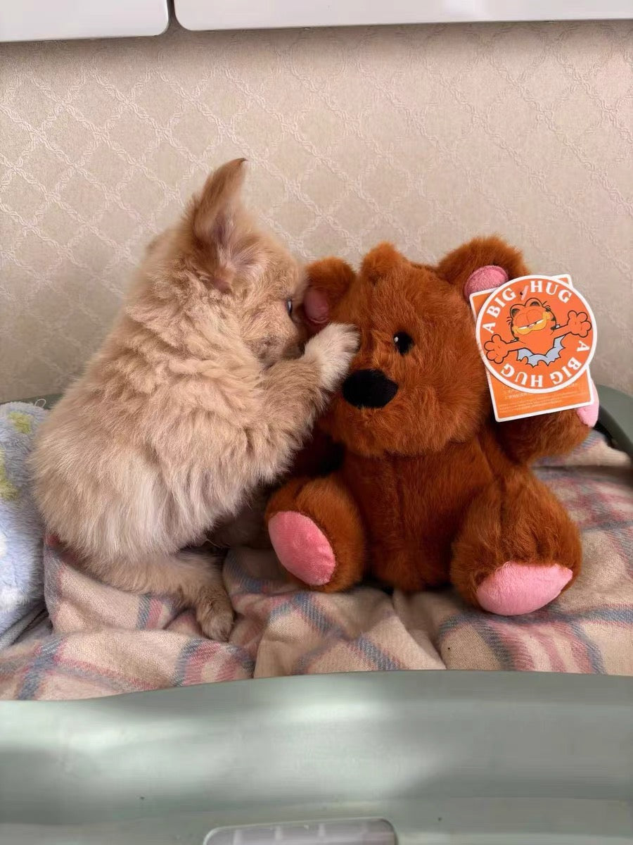 🧸 Pochi Cuddly Squeaky Toy – Playful Charm, Endless Fun! 🐾