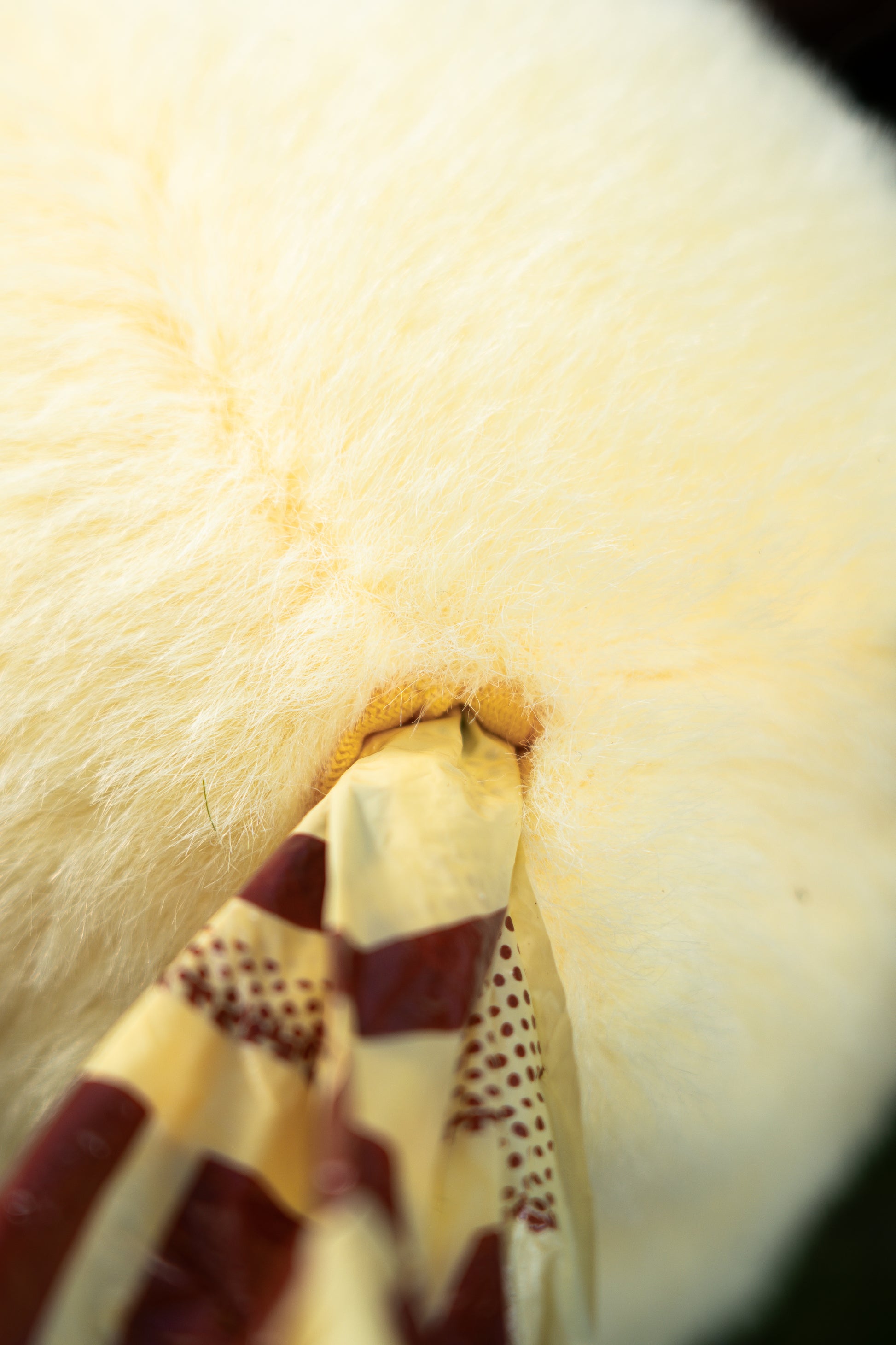 🍯 Winnie the Pooh Poo Bag Holder – Cute, Handy & Always Ready! 🐾