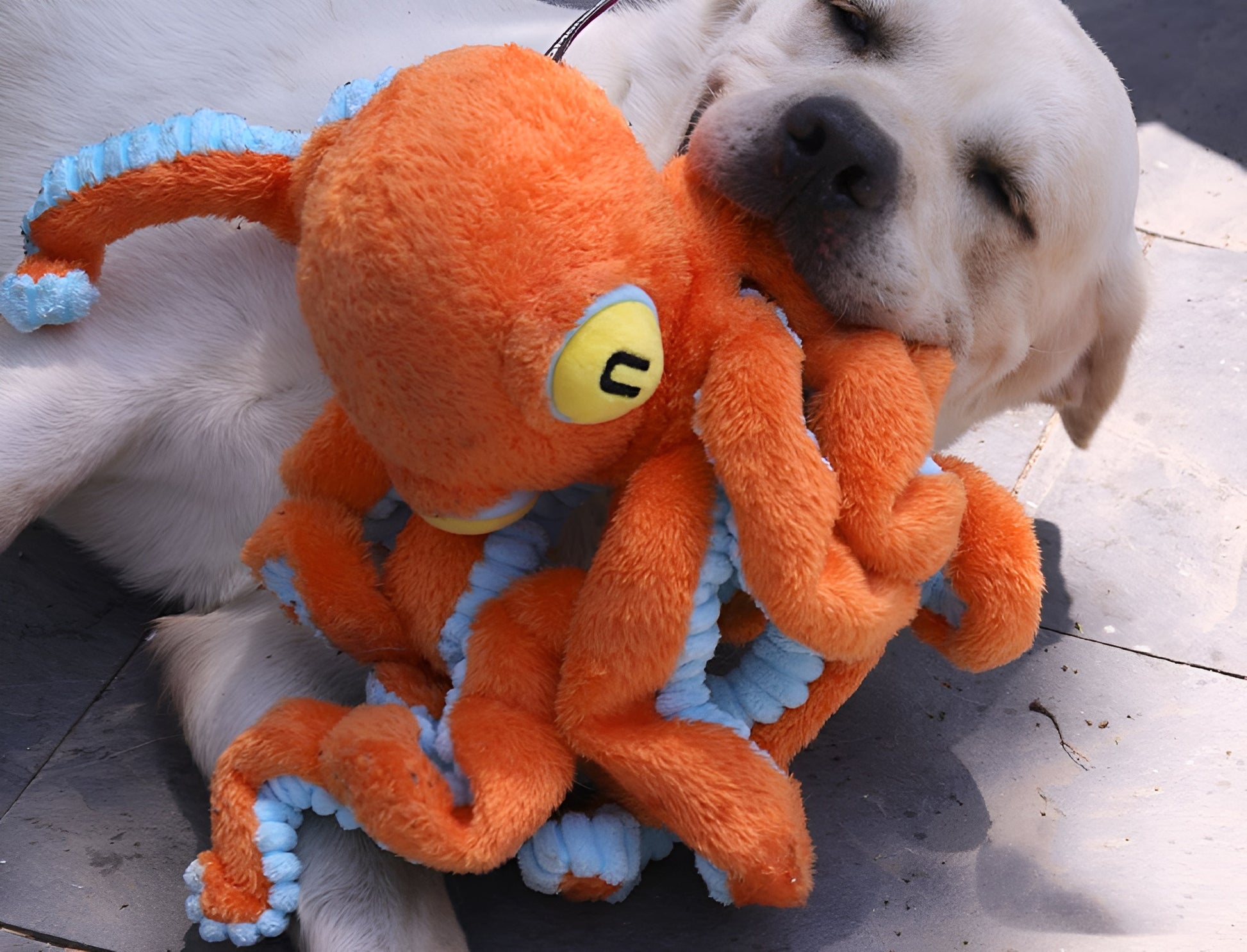 Octopus Plush Dog Toy – Squeaky Head &amp; Elastic-Band Legs for Interactive Fun!