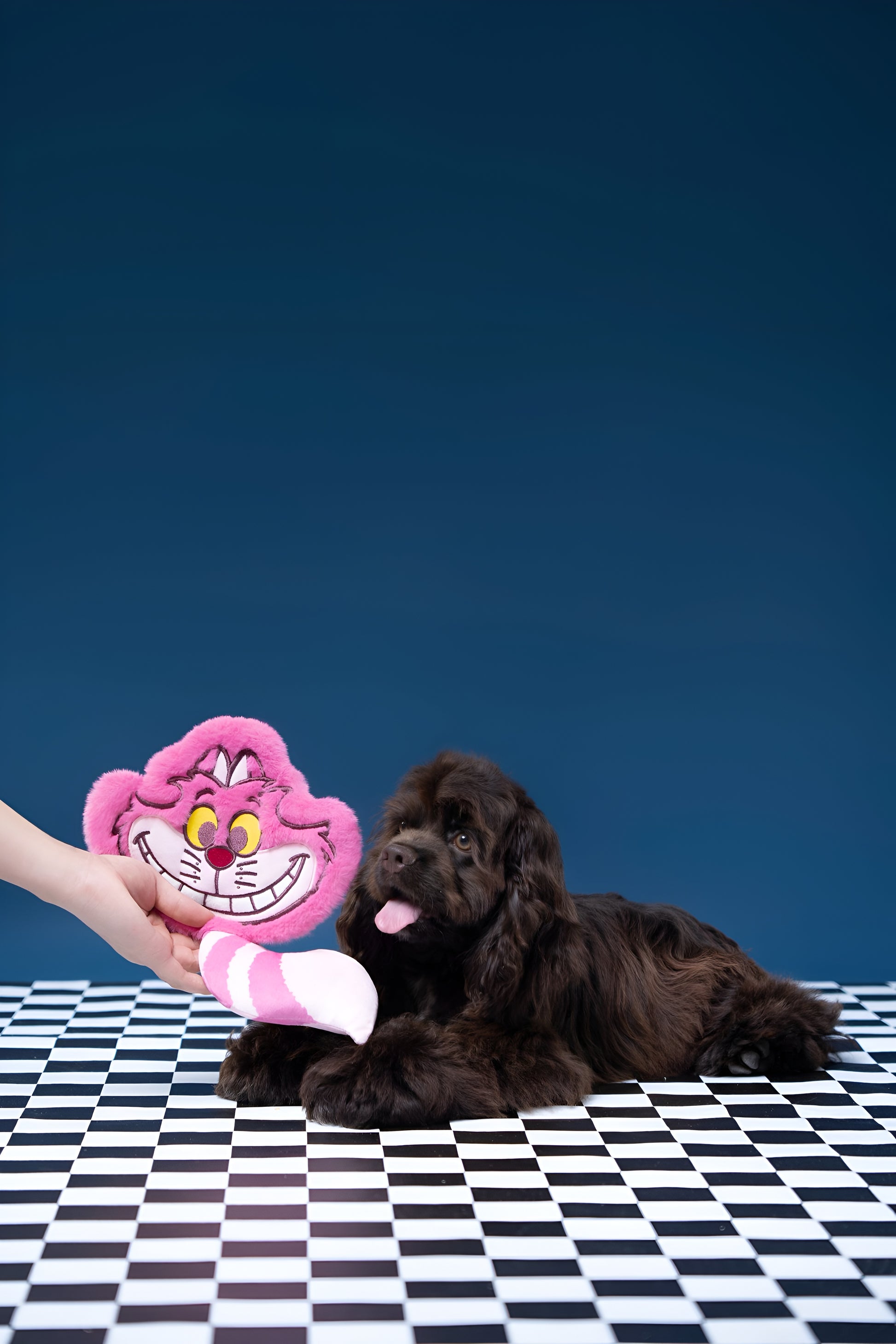 Cheshire Cat Crinkle Toy for Dogs💜