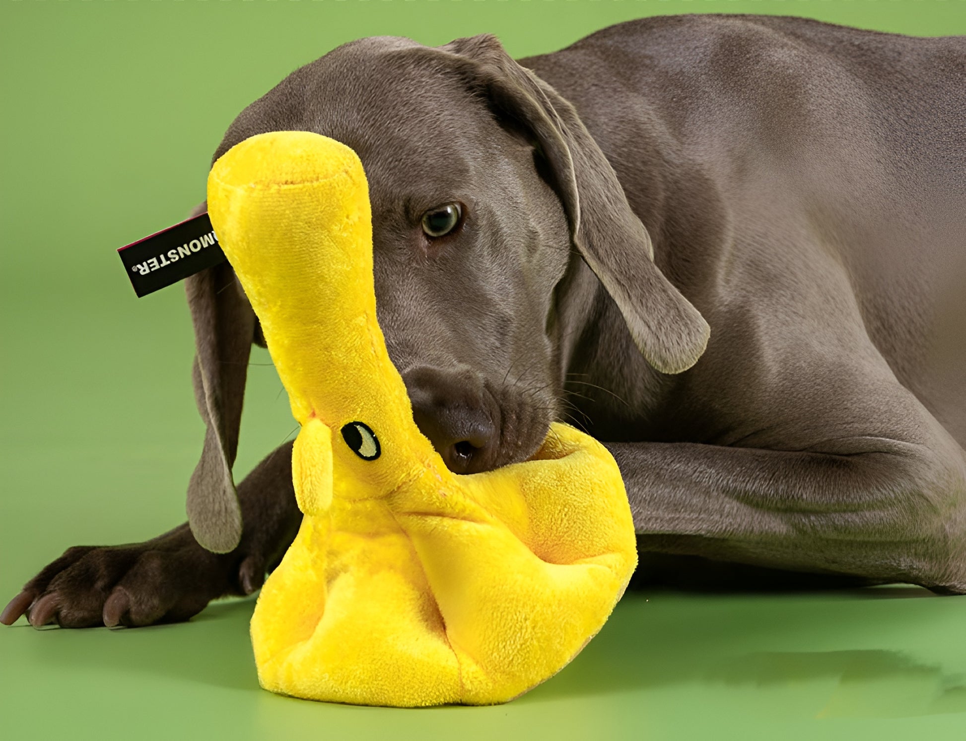 🍄 Yellow Mushroom Treat Toy – Hide, Squeak & Play