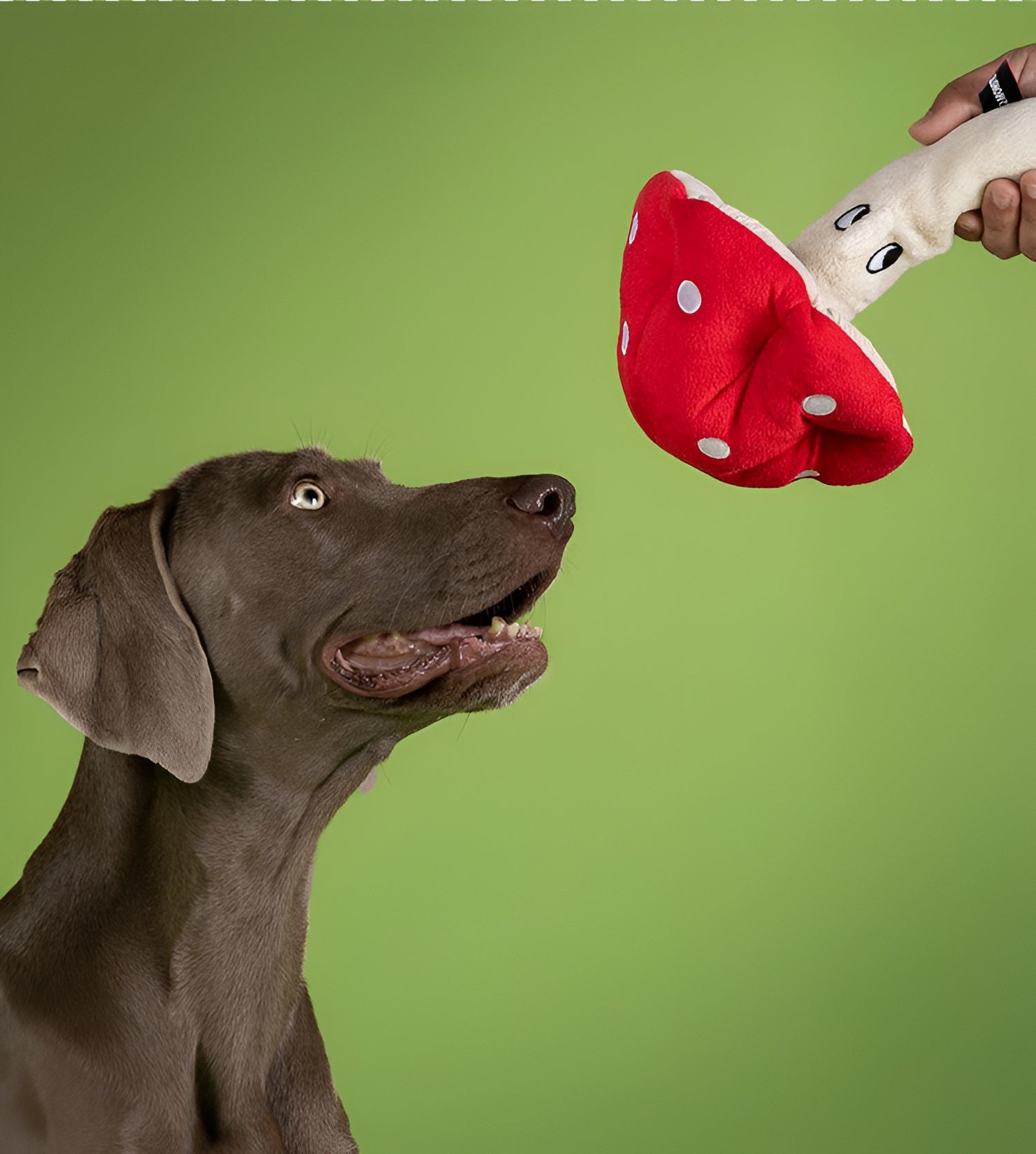 🍄 Yellow Mushroom Treat Toy – Hide, Squeak & Play