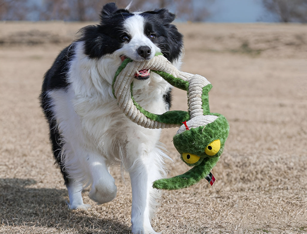 Snake Plush Dog Toy – Stretch, Squeak & Play