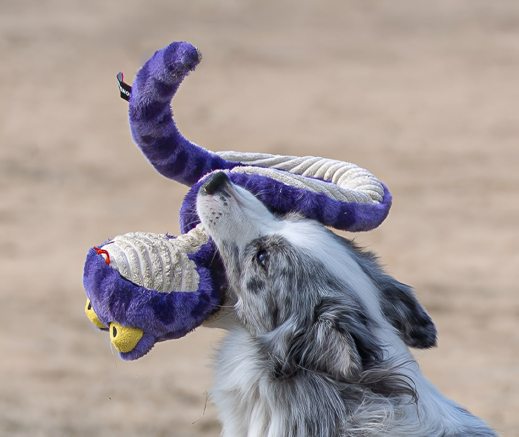 Snake Plush Dog Toy – Stretch, Squeak & Play
