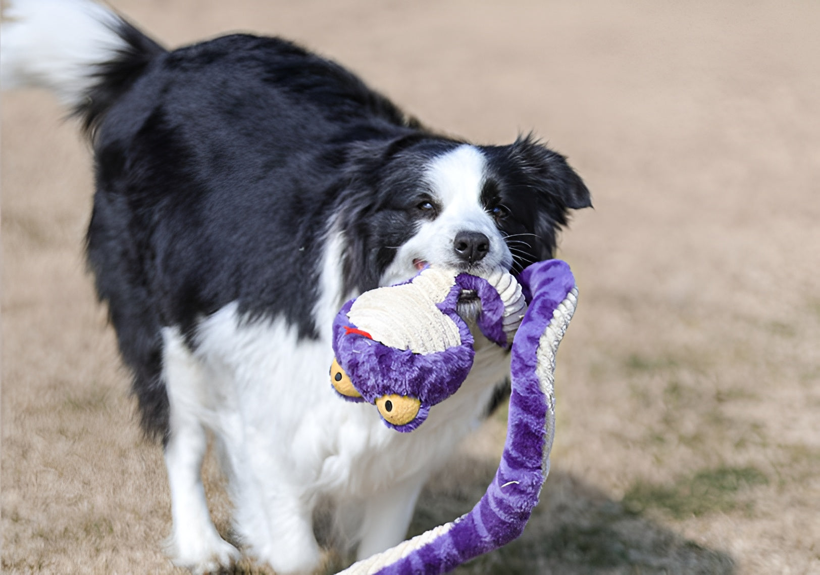 Snake Plush Dog Toy – Stretch, Squeak & Play