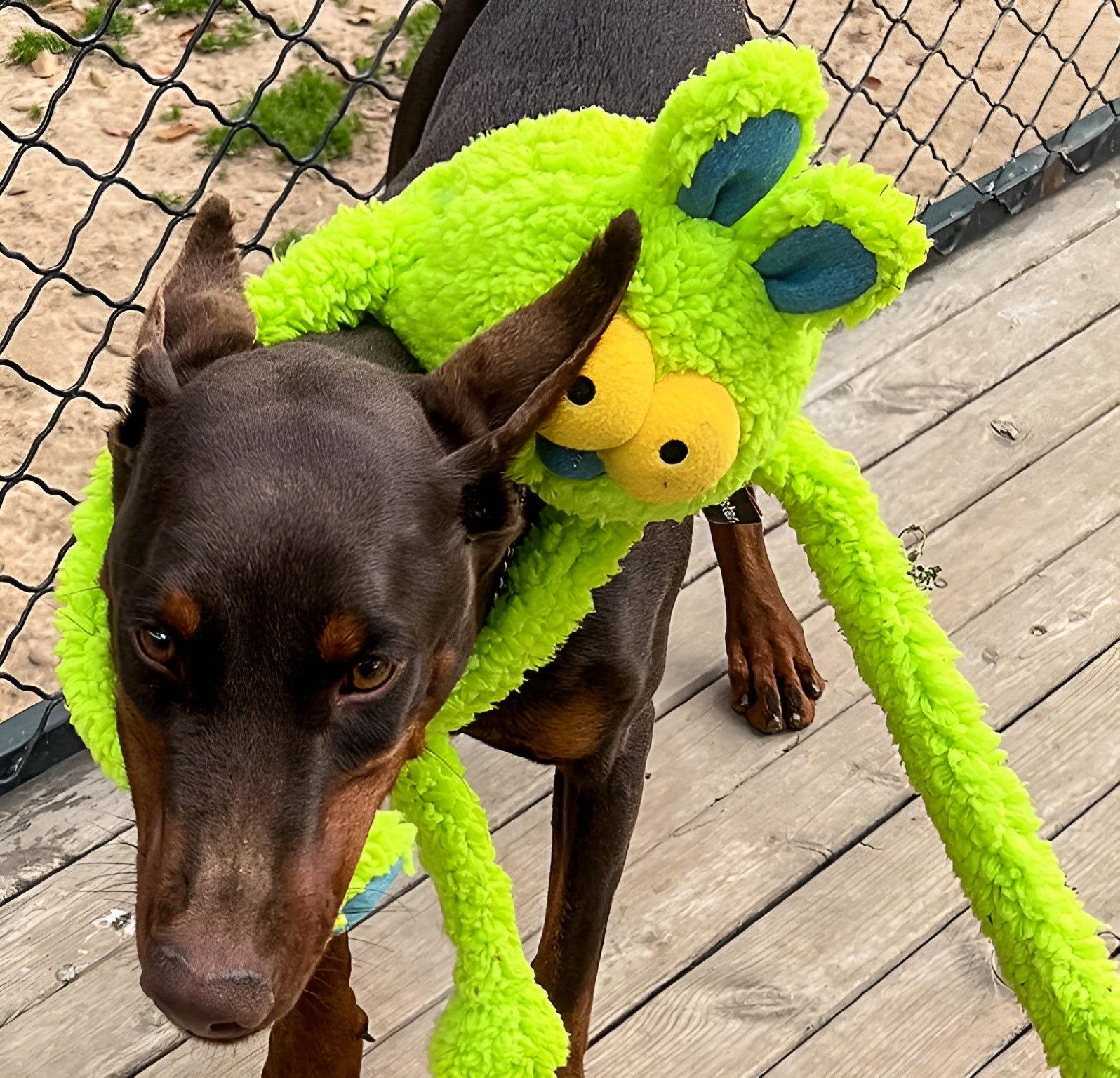 Bunny Plush Dog Toy – Extra-Long, Squeaky & Fun - Monster Collection