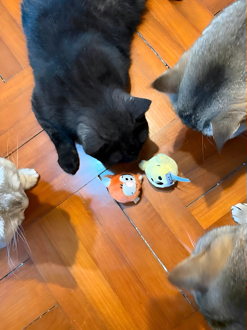 Winnie the Pooh Cat Bell Ball – Official Disney Interactive Toy