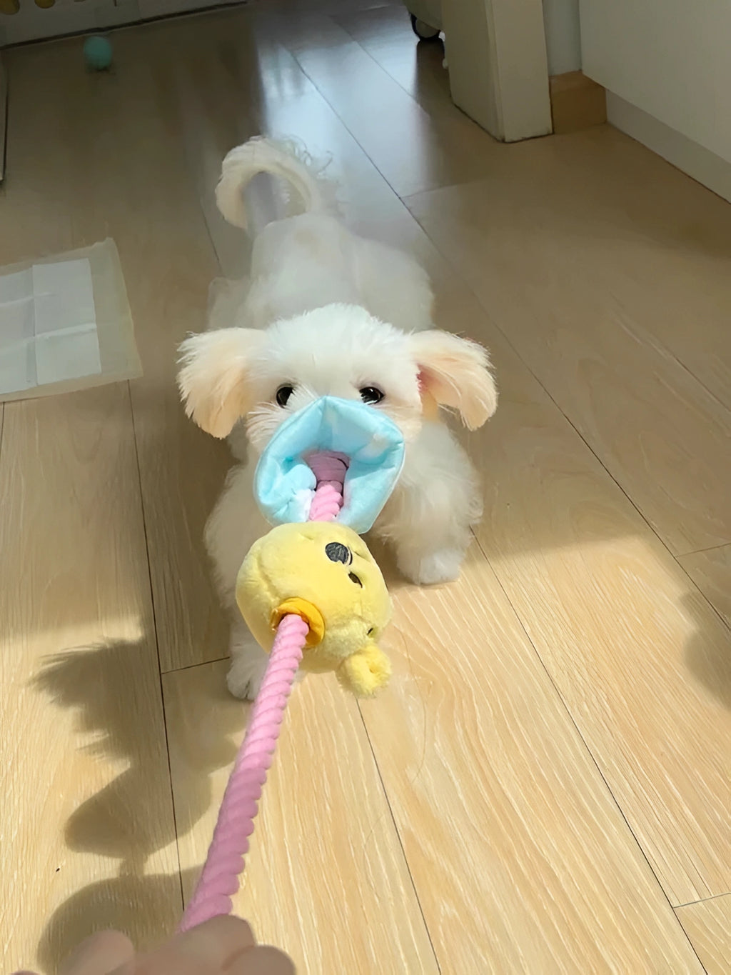 Winnie the Pooh Candy Rope Toy – Tug & Train with Style